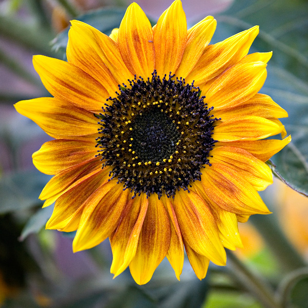 Another Sun Flower