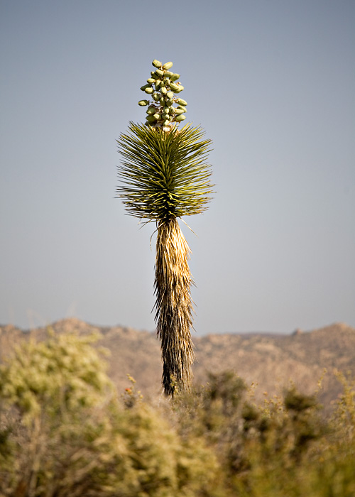 Lone Joshua Tree