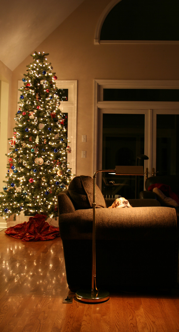 FrankAndTheChristmasTreeLoRes.jpg
