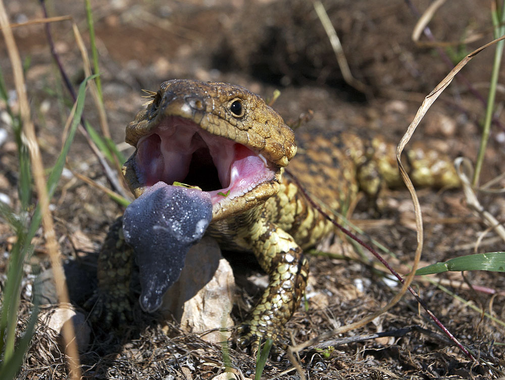 Blue Tongue Lizard