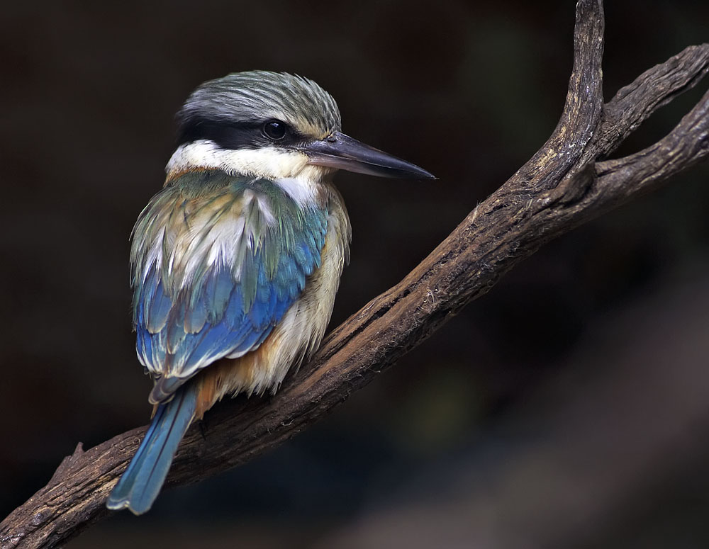 Red Backed Kingfisher