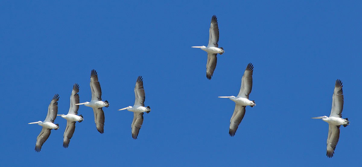 (not quite) Sequential Pelicans