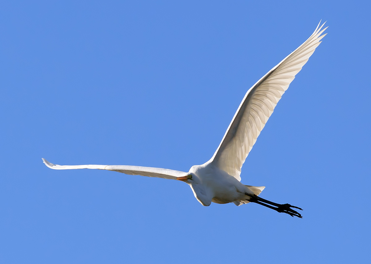 Great Egret