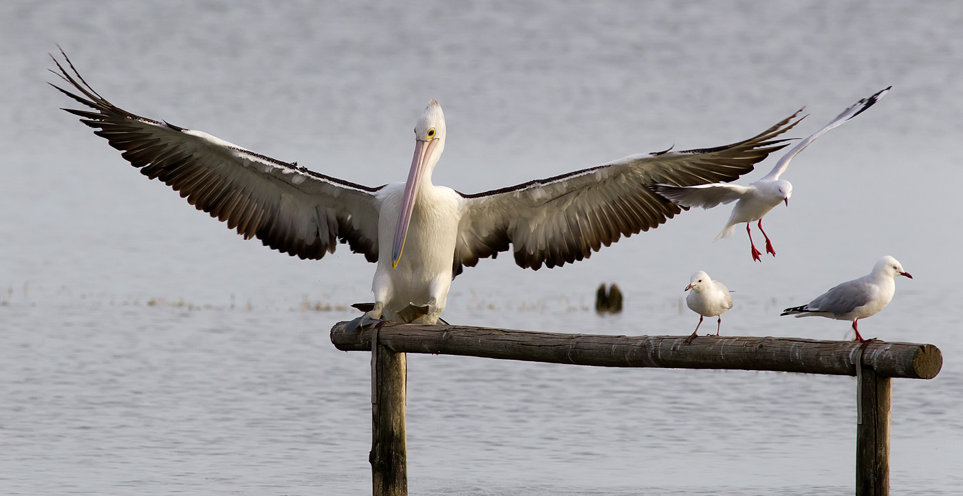 The Landing