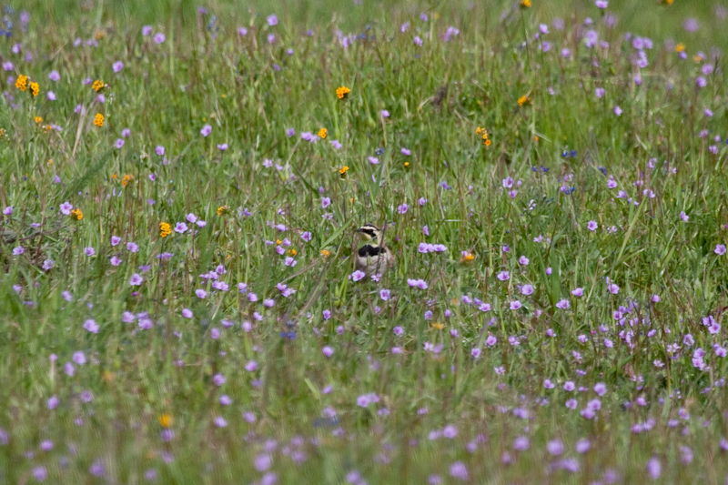 Horned Lark and wildflowers