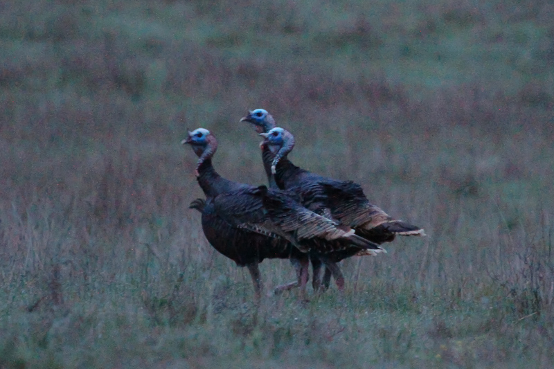 Wild Turkey - IMG_2467.JPG