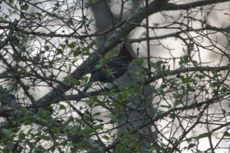 Stellers Jay - IMG_2489.JPG