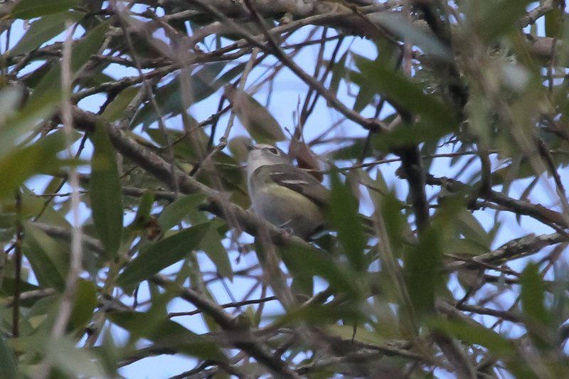 Cassins Vireo - IMG_2501.JPG