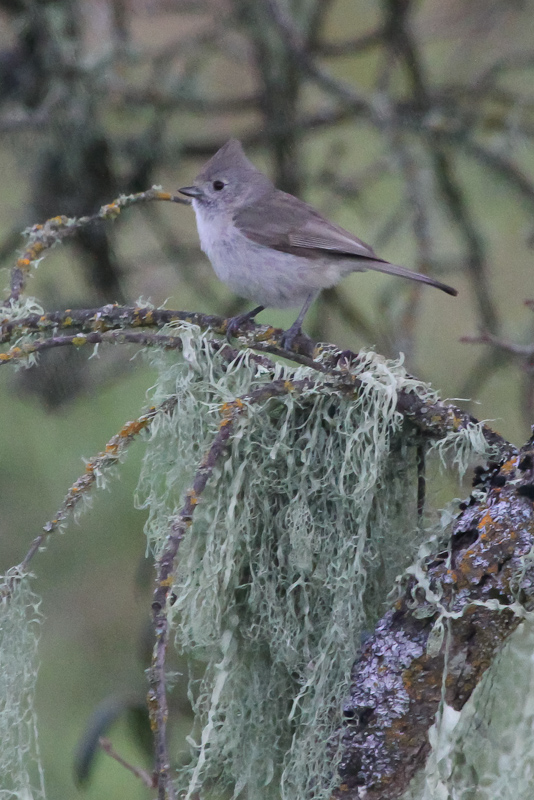 Oak Titmouse - IMG_2527.JPG