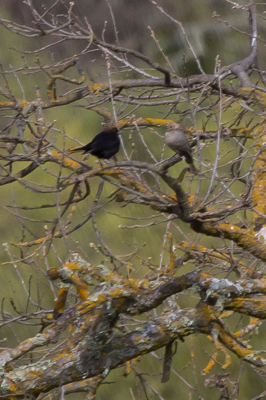Brown-headed Cowbird - IMG_2850.JPG