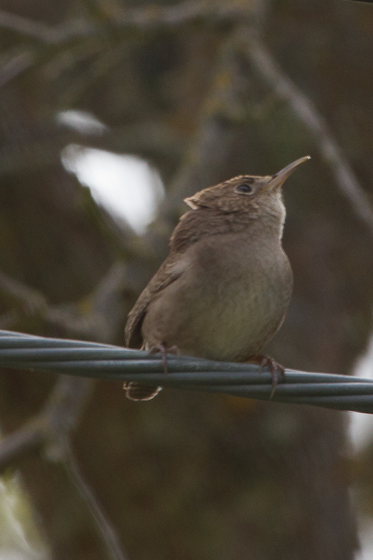 House Wren - IMG_2901.JPG