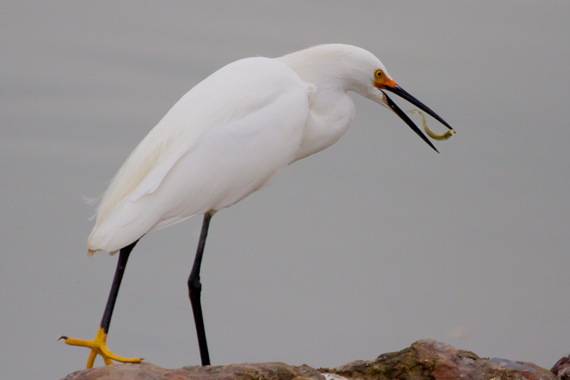 Snowy Egret - IMG_3061.JPG