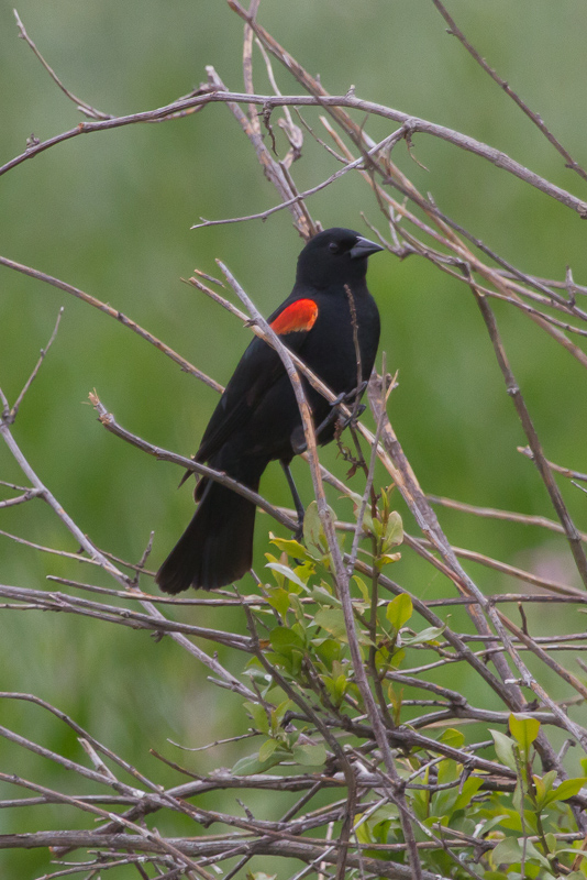 Red-winged Blackbird - IMG_3108.JPG