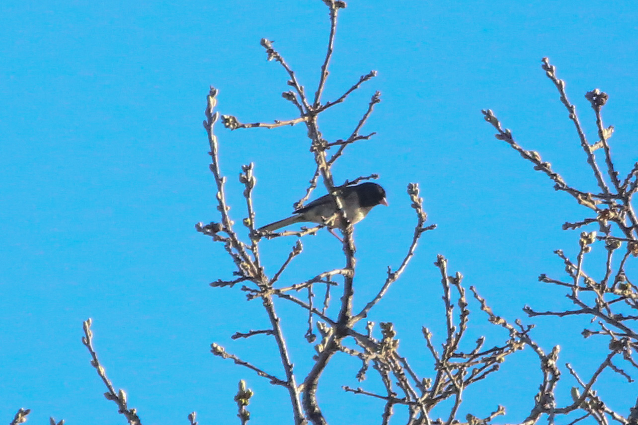 Dark-eyed Junco - KY2A1681.jpg