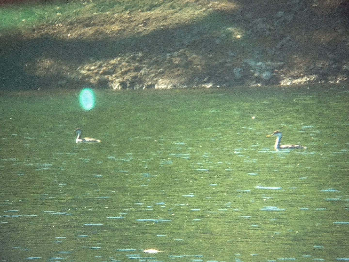 Western Grebe - IMG_7503.jpg