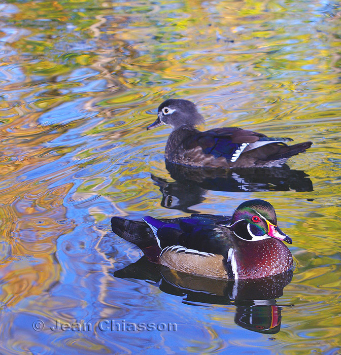 Canard Branchu _ Wood Duck