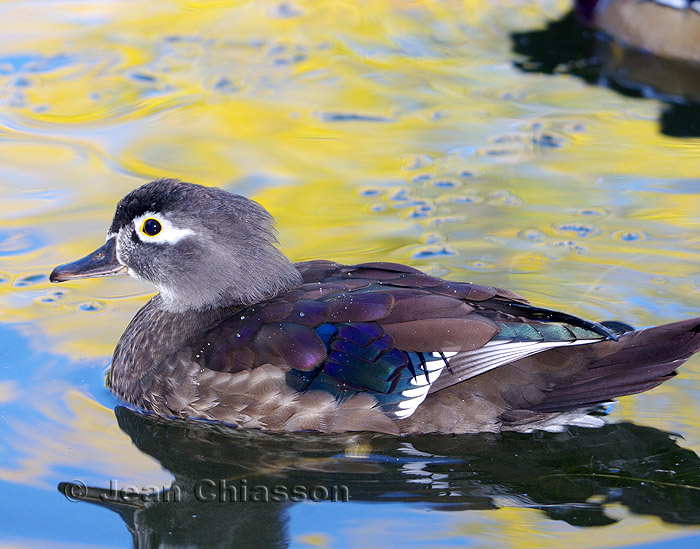 Canard Branchu _ Wood Duck (  Female )