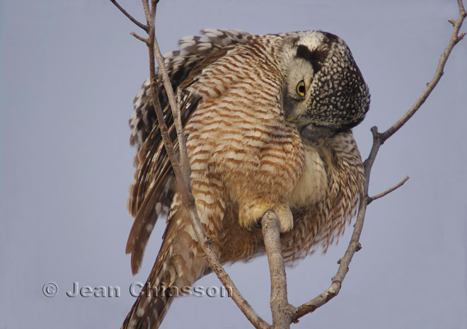 1 of  3 Chouette perviere ( Northern Hawk )