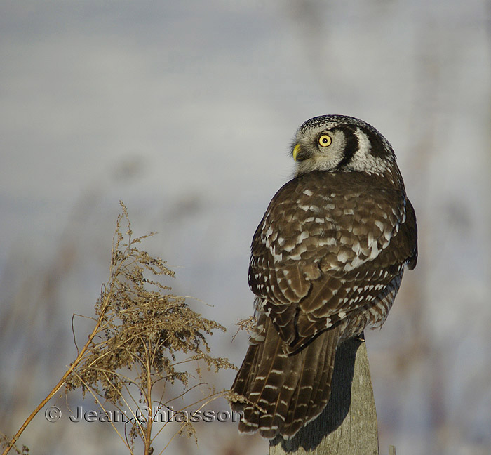 Chouette perviere ( Northern Hawk