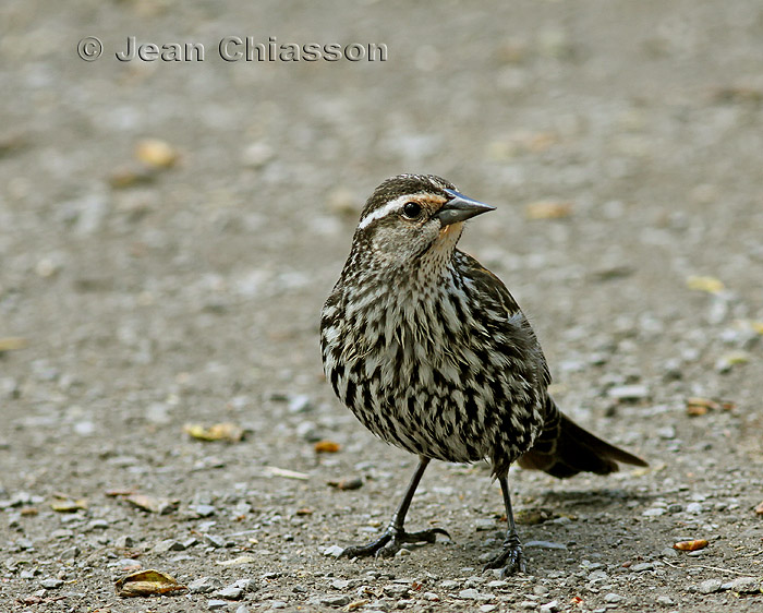 Carouge  paulettes( Red -winged Blackbird)