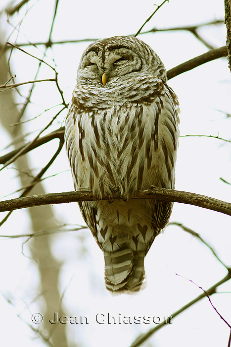 Chouette Raye (Barred Owl