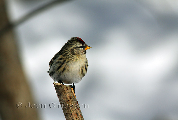 11- 15 cm Sizerin flamm  - Common Redpoll ( Carduelis Flammea )