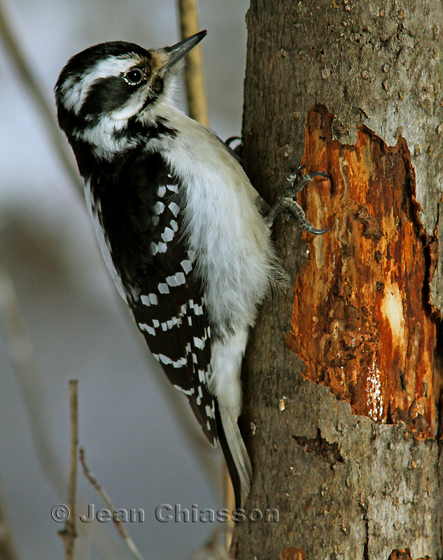 22-27 CM  Pic Chevelu femelle( Hairy Woodpecker ) Picoides villosus