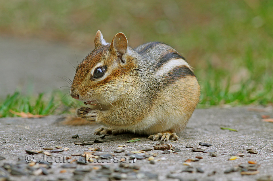 Tamias striatus