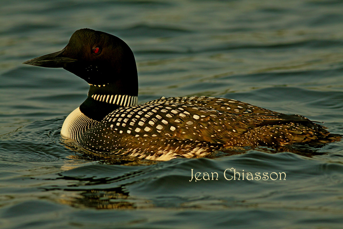 Plongeon huard / Common Loon