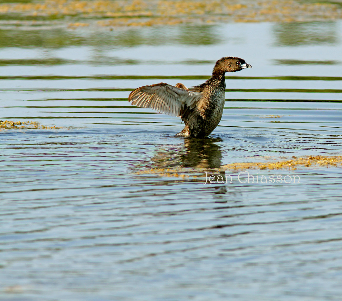 Pied-Billed Grebe 