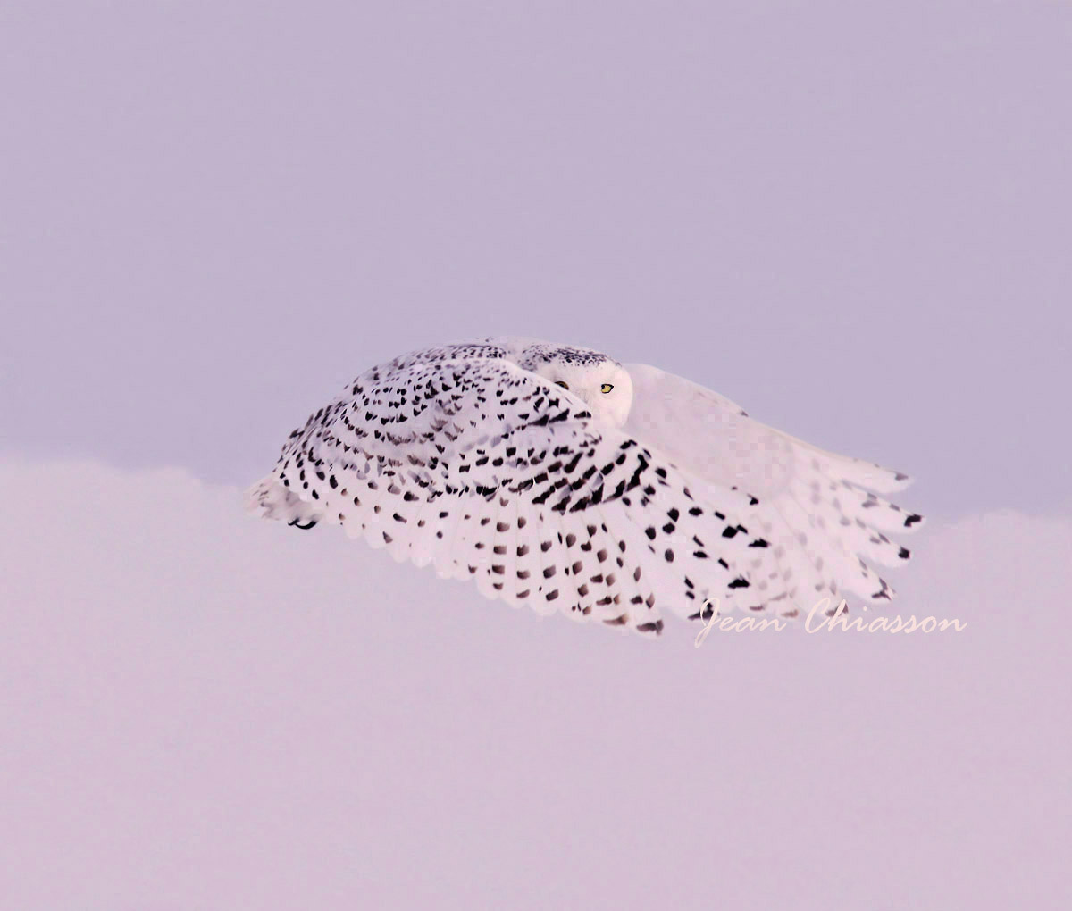 Harfang des Neiges (Snowy Owl)
