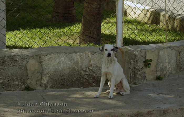 perro