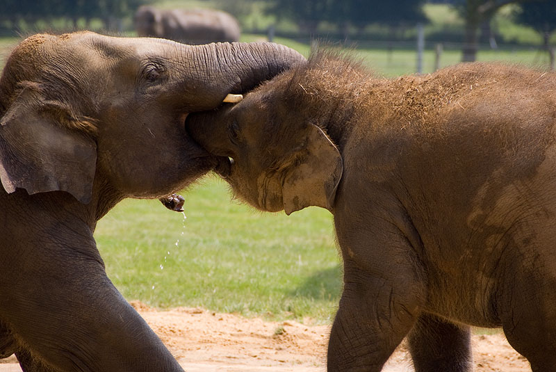 elephantussle.jpg