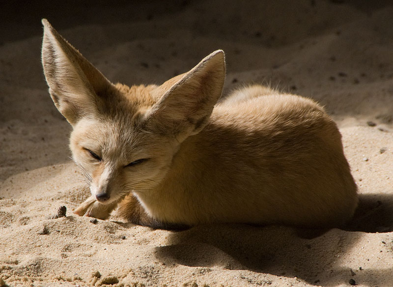 fennecfox.jpg