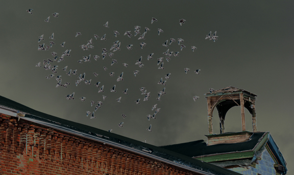 birds on roof_