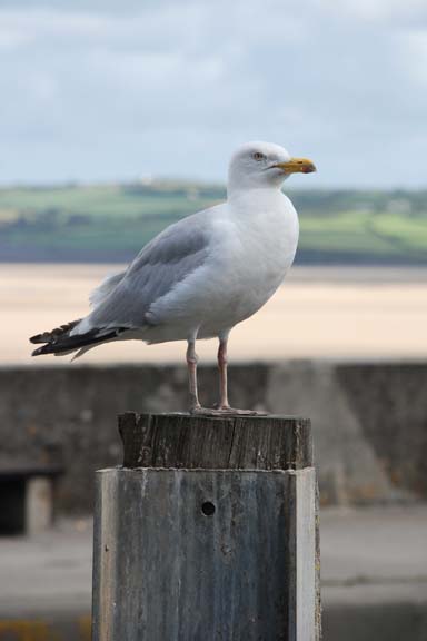 Padstow