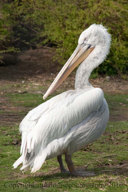 DSC_7521 ed.jpg