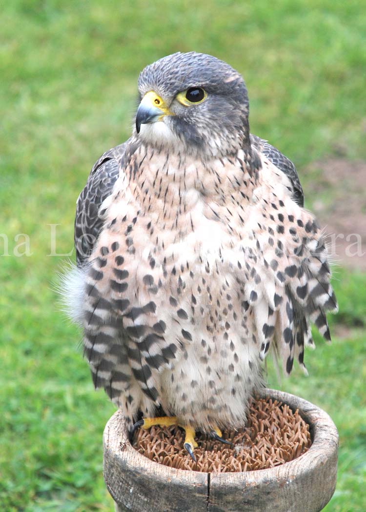 DSC_5561.jpg