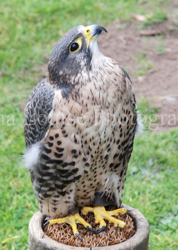 DSC_5564.jpg