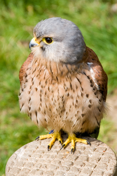 DSC_2991.jpg