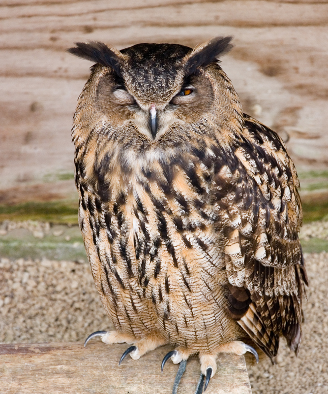 DSC_3001.jpg