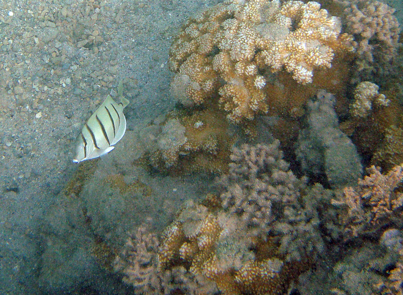 Underwater Pictures