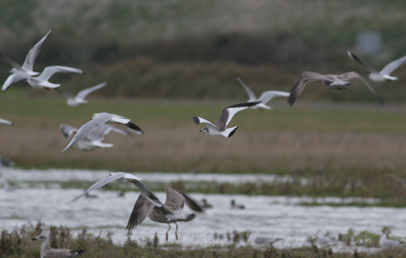 sabine's gull / vorkstaartmeeuw, WK