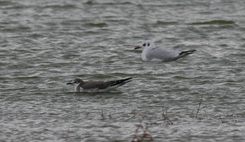 sabine's gull / vorkstaartmeeuw, WK