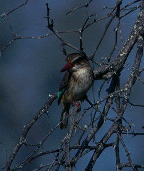 brownhooded kingfisher