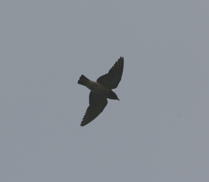 white-breasted woodswallow