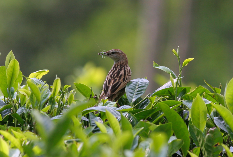 striated grassbird