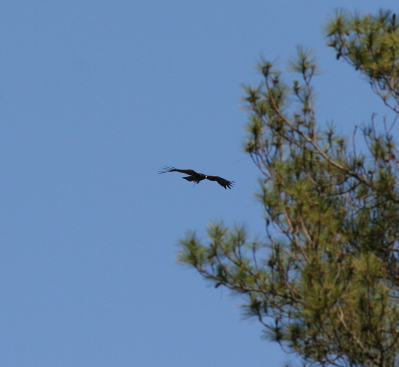 black eagle, Sarangan