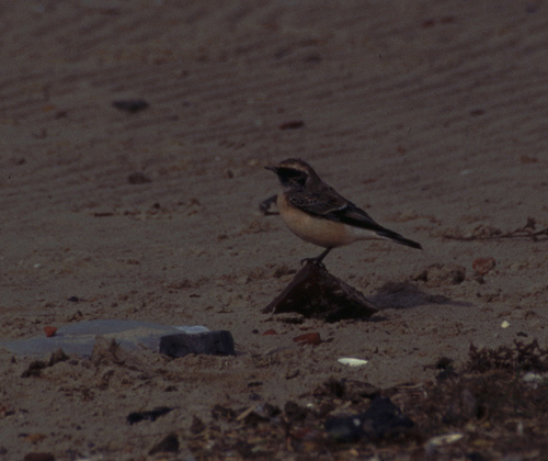 pied wheatear / bonte tapuit, Texel 1999