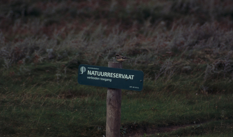 pied wheatear / bonte tapuit , Texel 1999